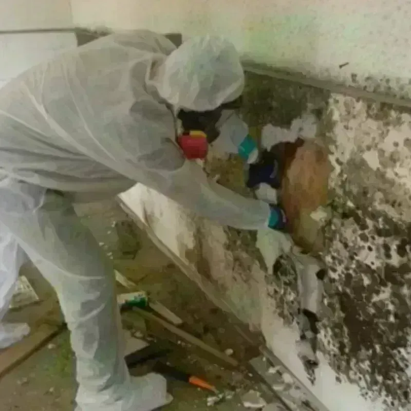 Mold Remediation and Removal in Lewis County, KY